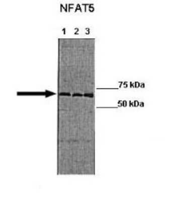 Western Blot: NFAT5 Antibody [NBP1-80257]