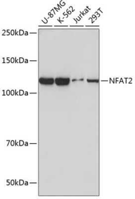 Western Blot: NFATC1/NFAT2 Antibody (4I9P10) [NBP3-15803]