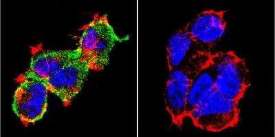 Immunocytochemistry/ Immunofluorescence: NFATC1/NFAT2 Antibody (7A6) [NB300-620]