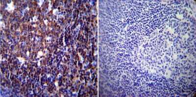 Immunohistochemistry: NFATC1/NFAT2 Antibody (7A6) [NB300-620]