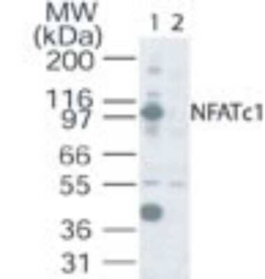Western Blot: NFATC1/NFAT2 Antibody [NB100-56732]