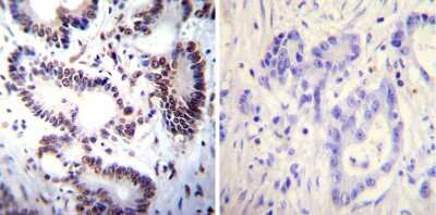 Immunohistochemistry-Paraffin: NFATC2/NFAT1 Antibody (25A10.D6.D2) - BSA Free [NB300-504]