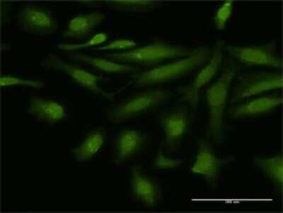 Immunocytochemistry/ Immunofluorescence: NFATC4 Antibody [H00004776-D01P]