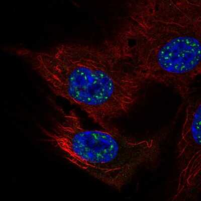 Immunocytochemistry/ Immunofluorescence: NFATC4 Antibody [NBP2-57613]