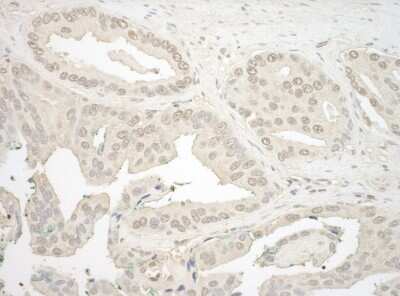 Immunohistochemistry-Paraffin: NFATC4 Antibody [NBP1-46210]