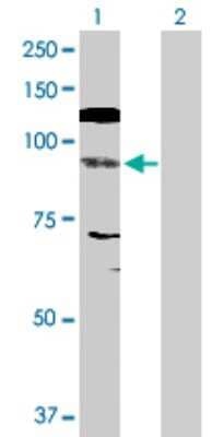 Western Blot: NFATC4 Antibody [H00004776-D01P]