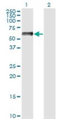 Western Blot: NFIA Antibody (1E11) [H00004774-M02]