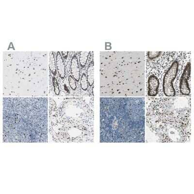 Immunohistochemistry-Paraffin: NFIA Antibody [NBP1-81406]