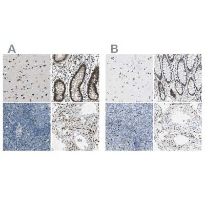 Immunohistochemistry-Paraffin: NFIA Antibody [NBP1-81407]