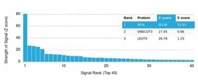 Protein Array: NFIA Antibody (PCRP-NFIA-2C6) - Azide and BSA Free [NBP3-14016]