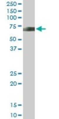 Western Blot: NFIA Antibody [H00004774-D01P]