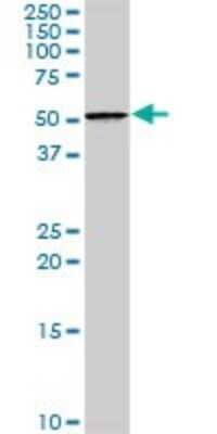 Western Blot: NFIA Antibody [H00004774-D01P]