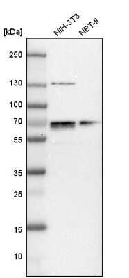 Western Blot: NFIA Antibody [NBP1-81407]