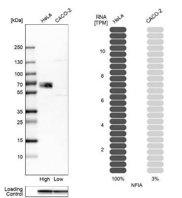 Western Blot: NFIA Antibody [NBP1-81407]