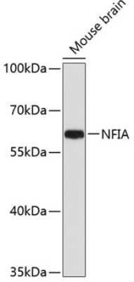 Western Blot: NFIA AntibodyBSA Free [NBP2-94656]