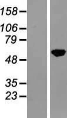 Western Blot: NFIA Overexpression Lysate [NBL1-13615]