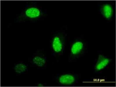 Immunocytochemistry/ Immunofluorescence: NFIB Antibody (2D6) [H00004781-M08]