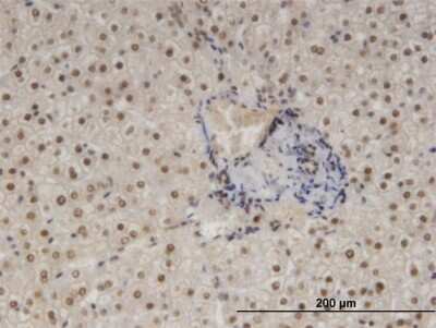 Immunohistochemistry-Paraffin: NFIB Antibody (2D6) [H00004781-M08]