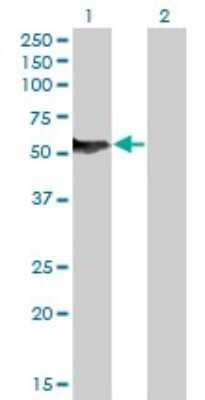 Western Blot: NFIB Antibody (2D6) [H00004781-M08]