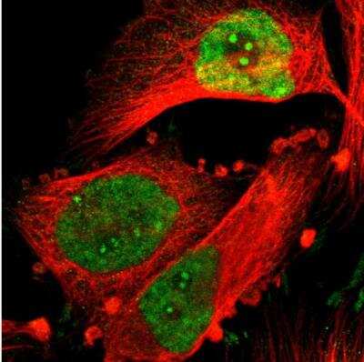 Immunocytochemistry/ Immunofluorescence: NFIB Antibody [NBP1-81000]