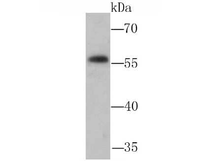 Western Blot: NFIB Antibody [NBP2-75588]