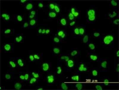 Immunocytochemistry/ Immunofluorescence: NFIC Antibody (1C12-2A2) [H00004782-M01]