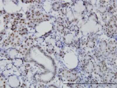 Immunohistochemistry-Paraffin: NFIC Antibody (1C12-2A2) [H00004782-M01]