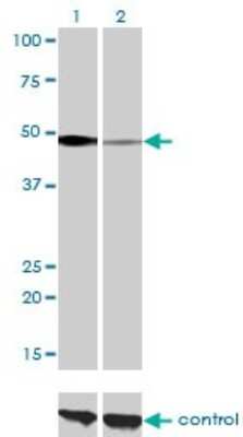 Western Blot: NFIC Antibody (1C12-2A2) [H00004782-M01]