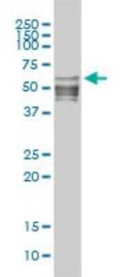 Western Blot: NFIC Antibody (1C12-2A2) [H00004782-M01]