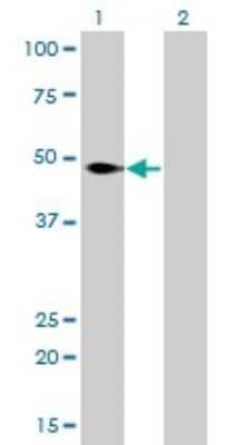 Western Blot: NFIC Antibody (1C12-2A2) [H00004782-M01]