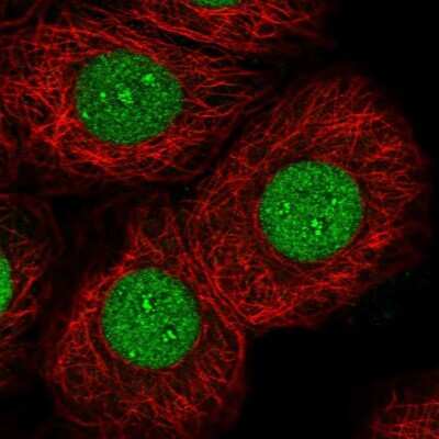 Immunocytochemistry/ Immunofluorescence: NFIC Antibody [NBP2-37935]