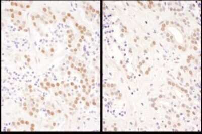 Immunohistochemistry-Paraffin: NFIC Antibody [NBP1-71878]