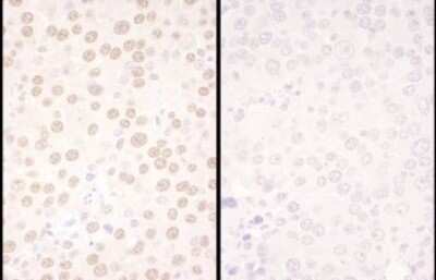 Immunohistochemistry-Paraffin: NFIC Antibody [NBP1-71878]