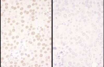 Immunohistochemistry: NFIC Antibody [NBP1-71879]
