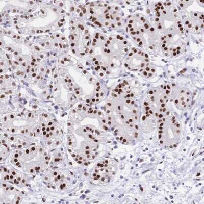 Immunohistochemistry-Paraffin: NFIC Antibody [NBP2-37935]