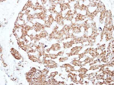 Immunohistochemistry-Paraffin: NFIC Antibody [NBP2-19527]