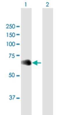 Western Blot: NFIL3 Antibody [H00004783-B01P]