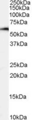 Western Blot: NFIL3 Antibody [NB100-842]