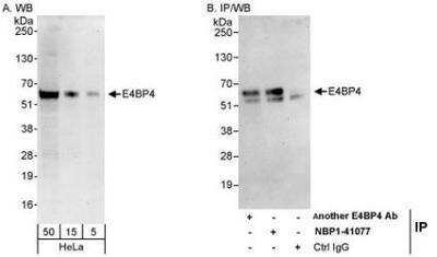 Western Blot: NFIL3 Antibody [NBP1-41077]