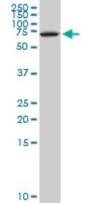 Western Blot: NFIX Antibody (3D2) [H00004784-M08]