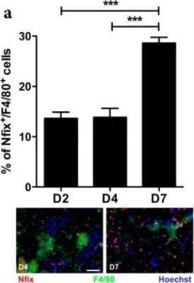 Immunocytochemistry/ Immunofluorescence: NFIX Antibody [NBP2-15039]