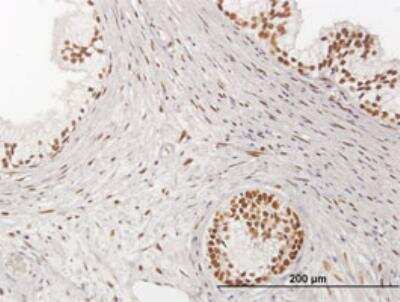 Immunohistochemistry-Paraffin: NFIX Antibody [H00004784-B01P]