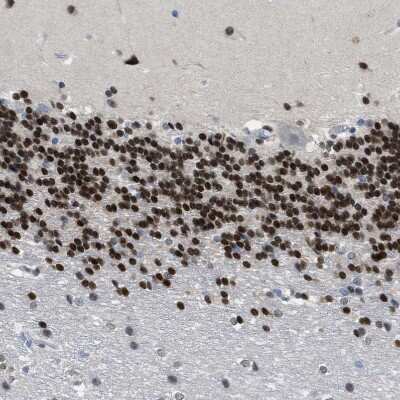 Immunohistochemistry-Paraffin: NFIX Antibody [NBP2-58904]