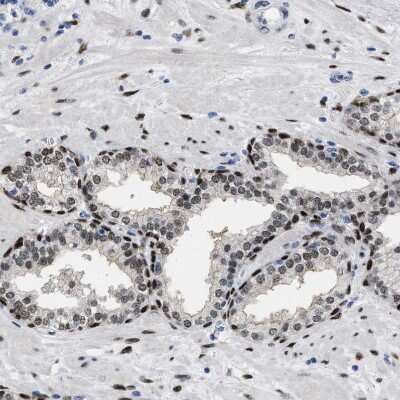 Immunohistochemistry-Paraffin: NFIX Antibody [NBP2-58904]