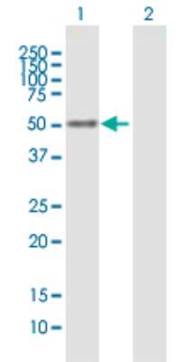 Western Blot: NFIX Antibody [H00004784-B01P]