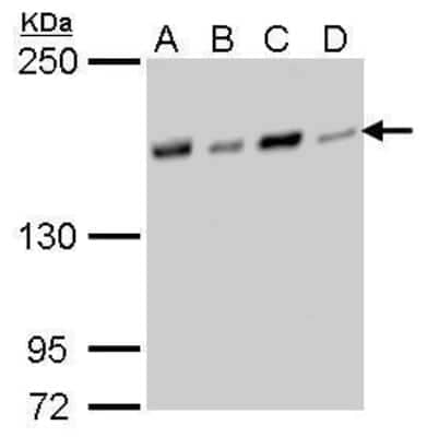 Western Blot: NFKBIL2 Antibody (377) [NBP2-43742]