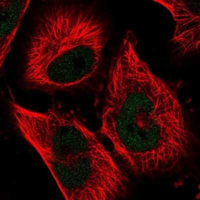 Immunocytochemistry/ Immunofluorescence: NFKBIL2 Antibody [NBP1-87764]