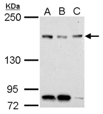 Western Blot: NFKBIL2 Antibody [NBP2-19531]