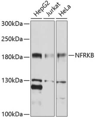 Western Blot: NFRKB AntibodyBSA Free [NBP2-93126]