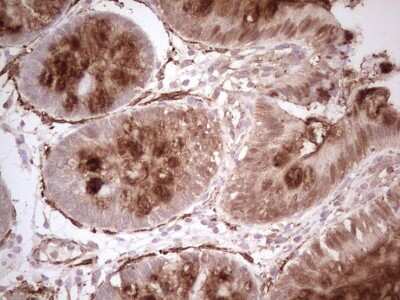 Immunohistochemistry: NFS1 Antibody (OTI2H5) [NBP2-46161]